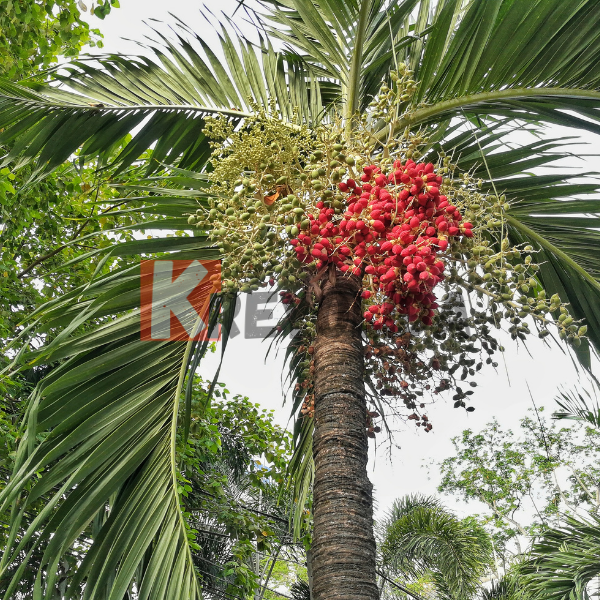 Palmier Aréquier "Areca Catechu"