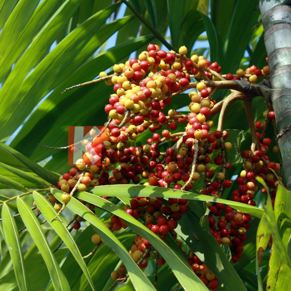 Palmier Aréquier "Areca Catechu"