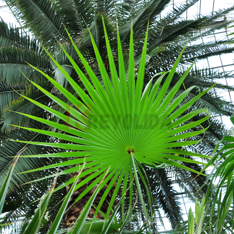 Palmier Fontaine - Livistona chinensis