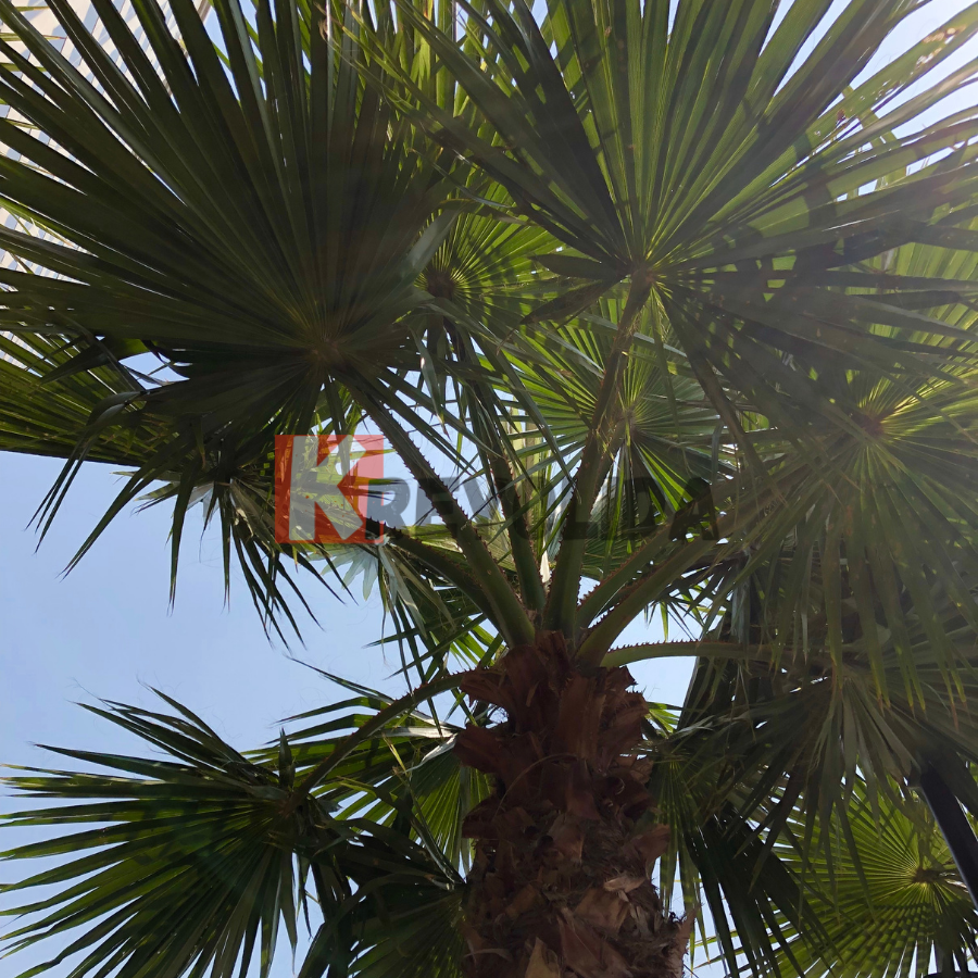 Palmier jupon du Mexique "Washingtonia Robusta"