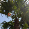 Palmier jupon du Mexique "Washingtonia Robusta"