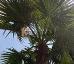 Palmier jupon du Mexique "Washingtonia Robusta"
