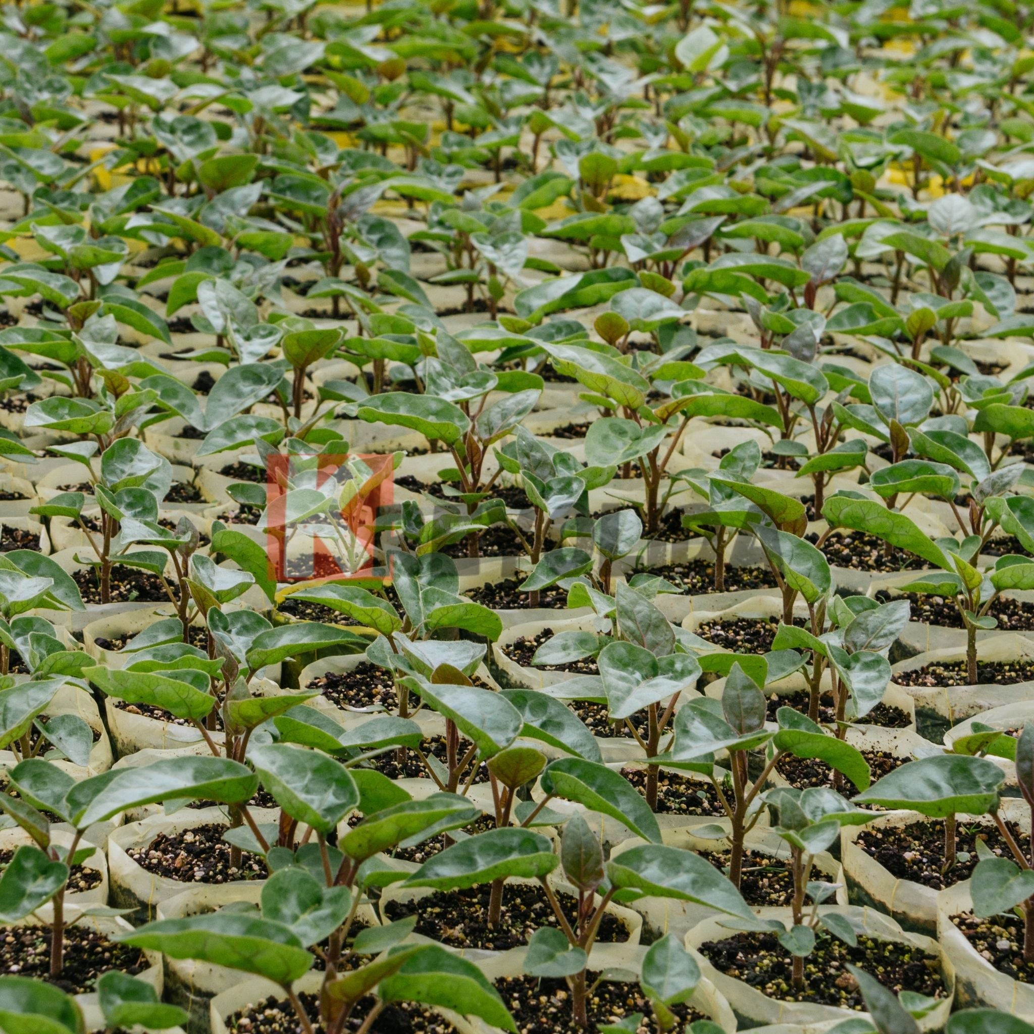 Plant de Grenadille "Passiflora edulis f. flavicarpa"