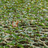 Plant de Grenadille "Passiflora edulis f. flavicarpa"