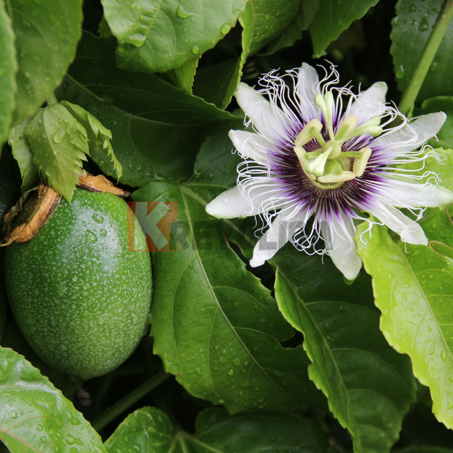 Plant de Grenadille "Passiflora edulis f. flavicarpa"