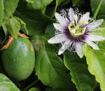 Plant de Grenadille "Passiflora edulis f. flavicarpa"