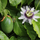 Plant de Grenadille "Passiflora edulis f. flavicarpa"