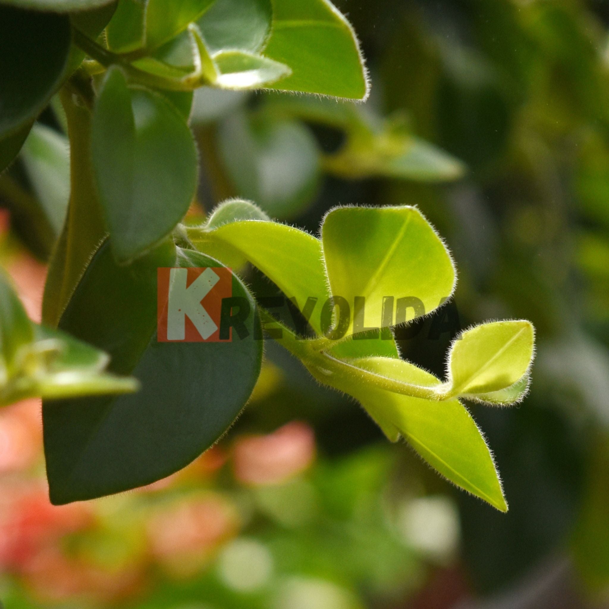 Peperomia Rotundifolia