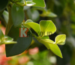 Peperomia Rotundifolia