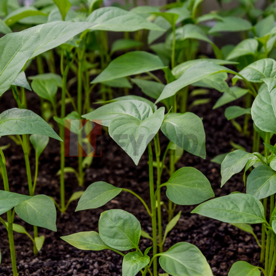 Plant Piment Végétarien