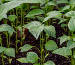 Plant Piment Végétarien