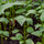 Plant Piment Végétarien