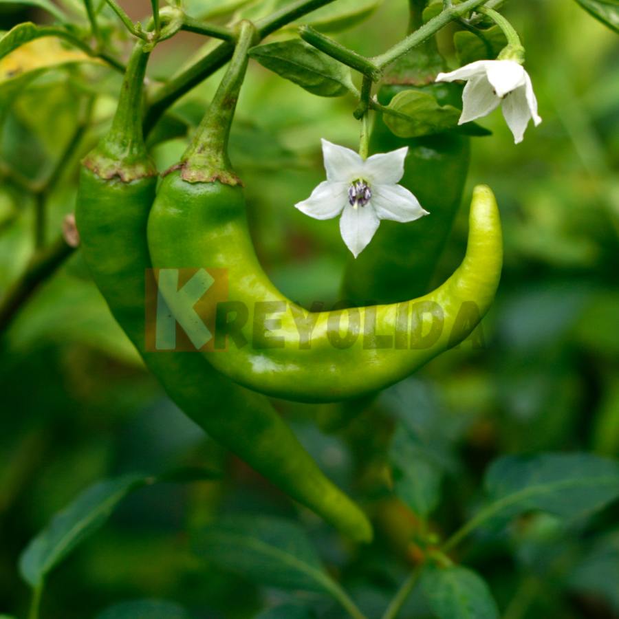 Plant Piment Végétarien