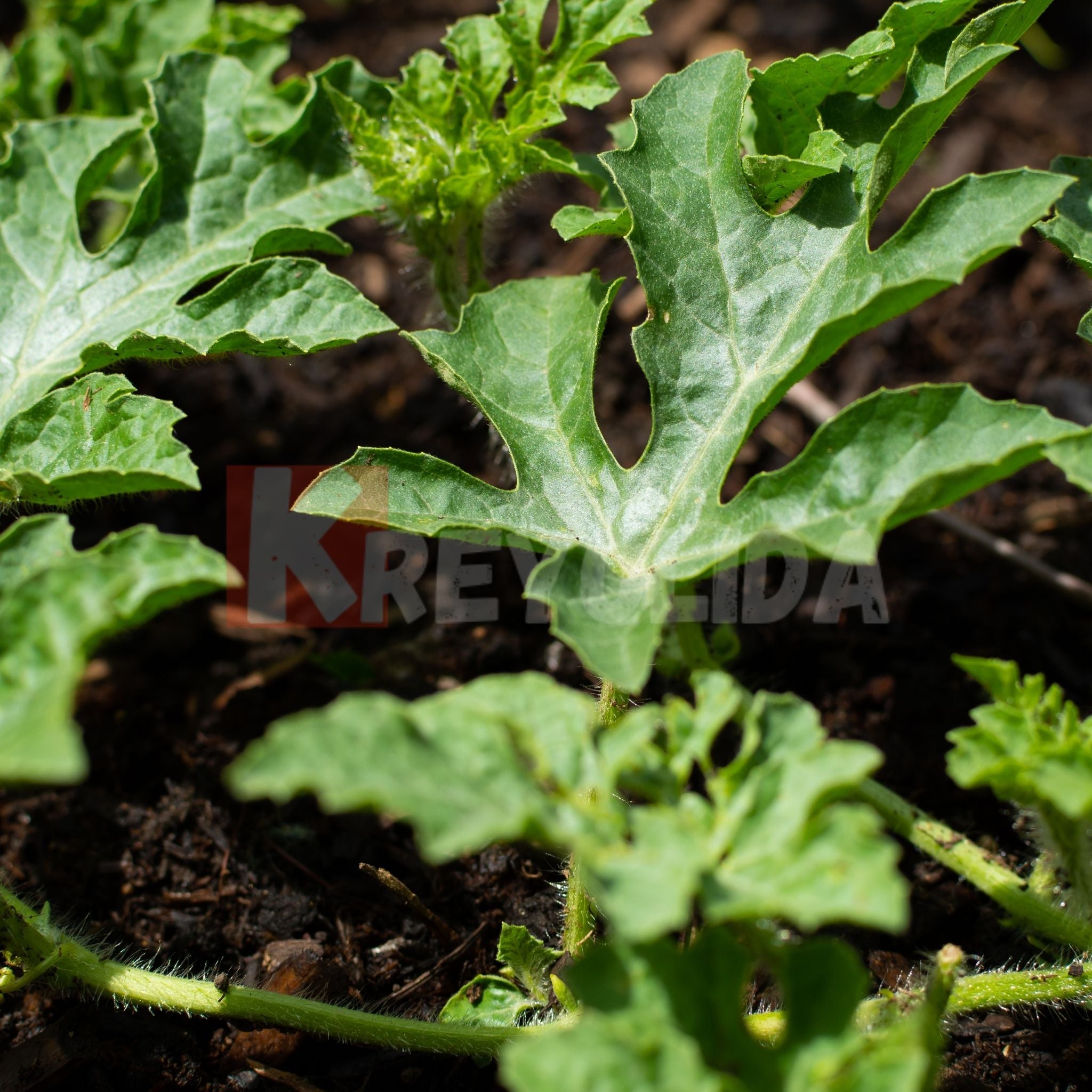 Jeunes plants de pastèque Sugar Baby x12
