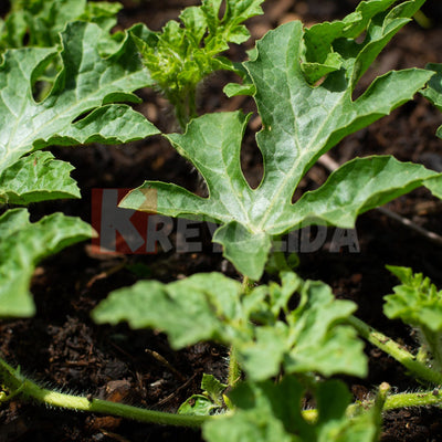 Jeunes plants de pastèque Sugar Baby x12
