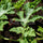Jeunes plants de pastèque Sugar Baby x12