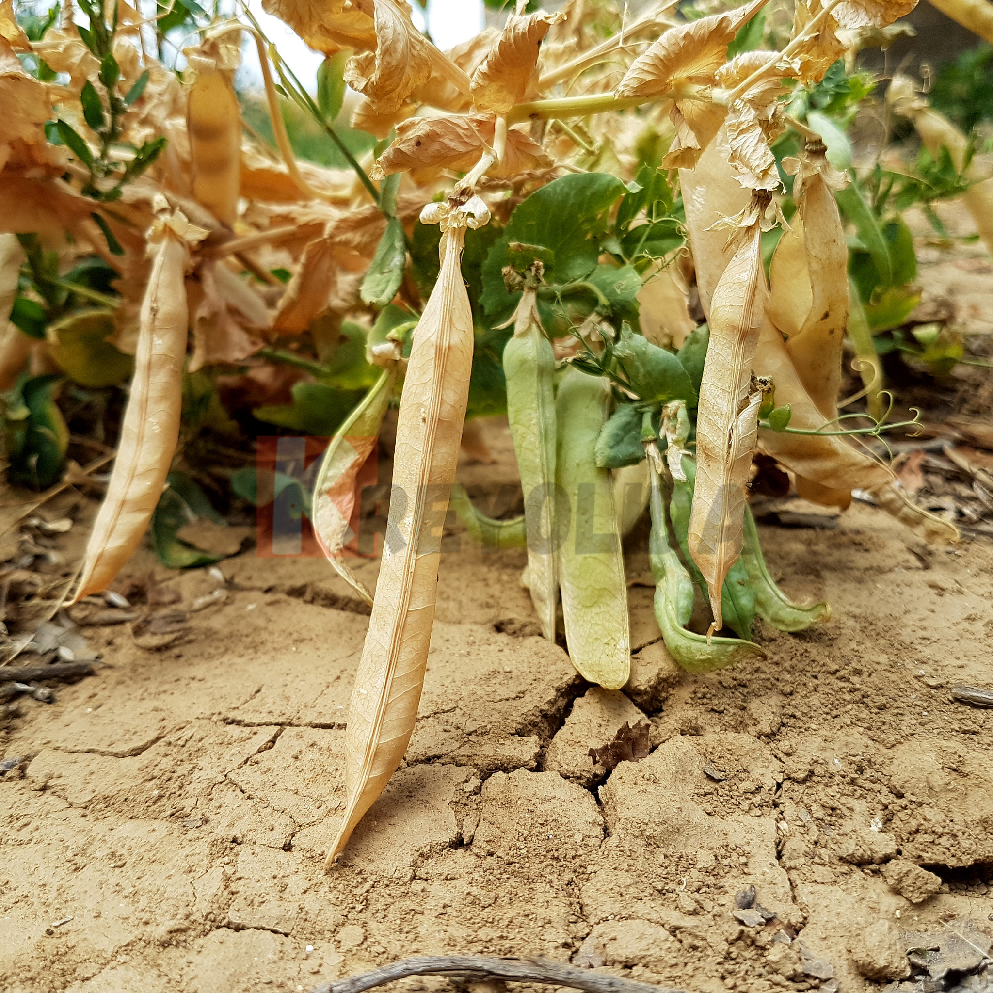 Plant de Niébé