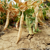 Plant de Niébé