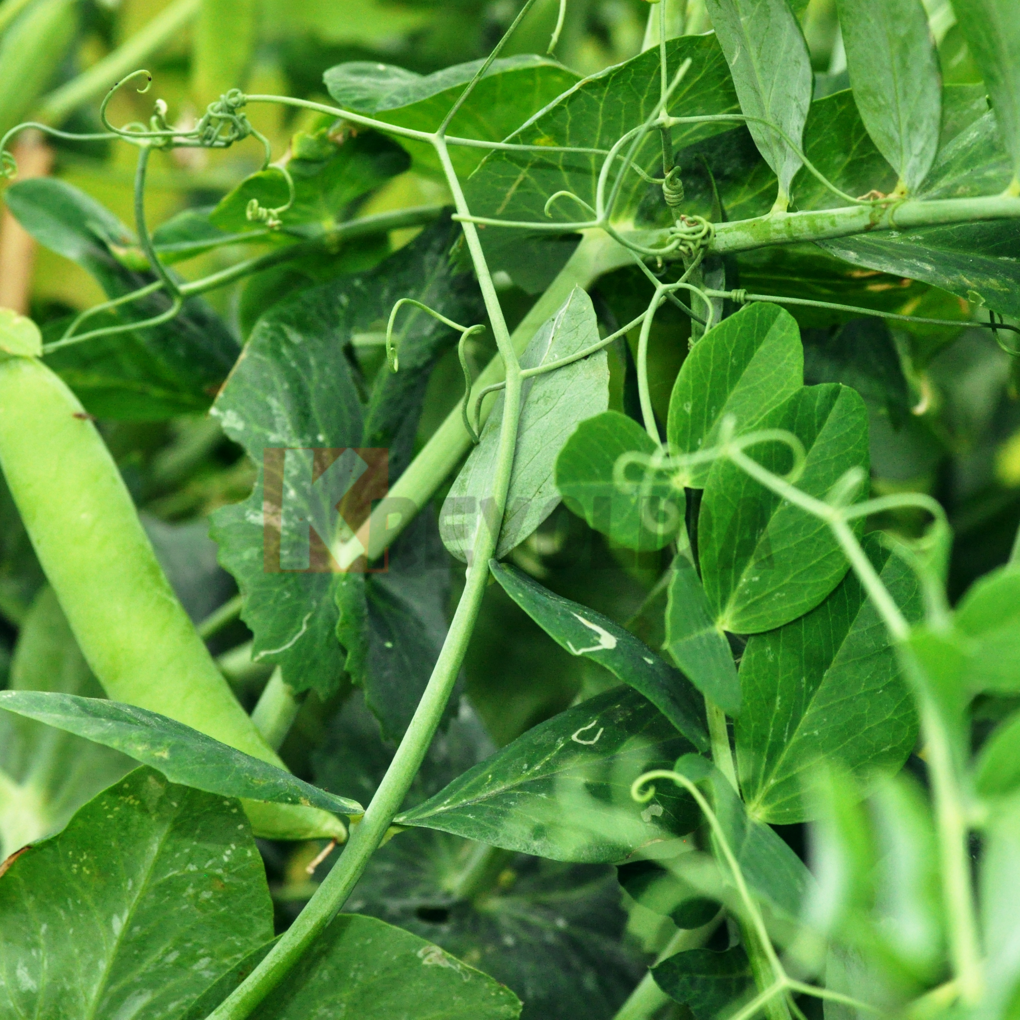 Plant de Niébé