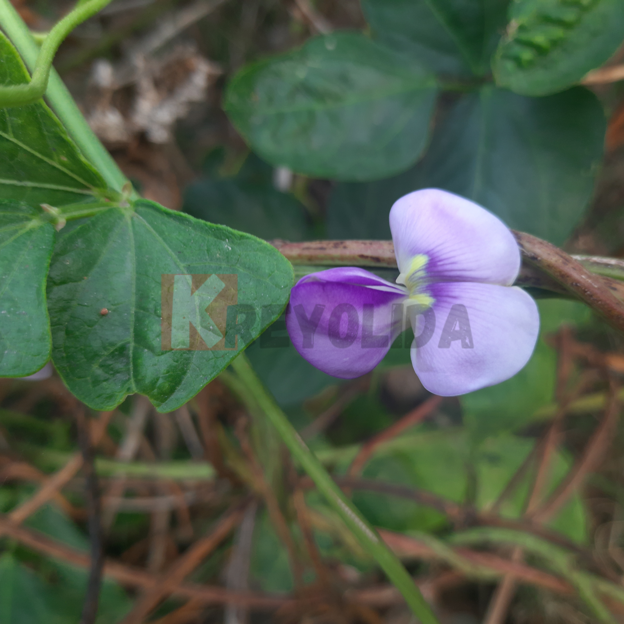 Plant de Niébé