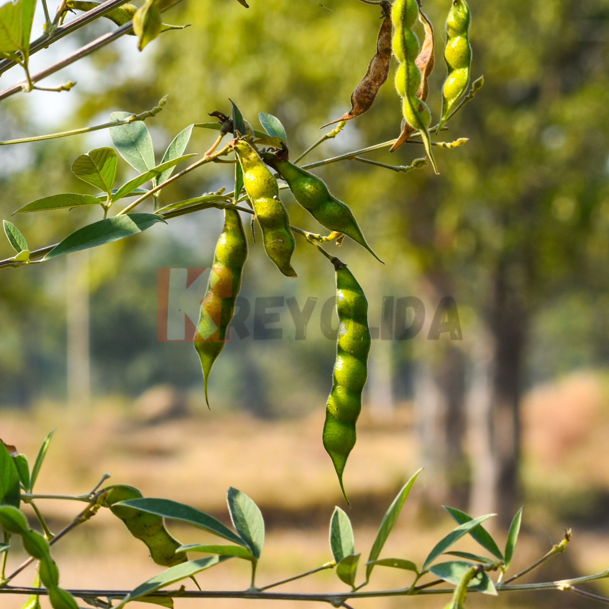 Plant Pois d'Angole