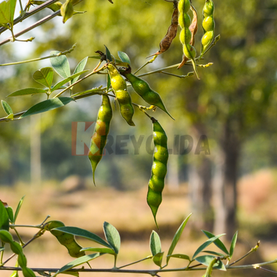 Plant Pois d'Angole
