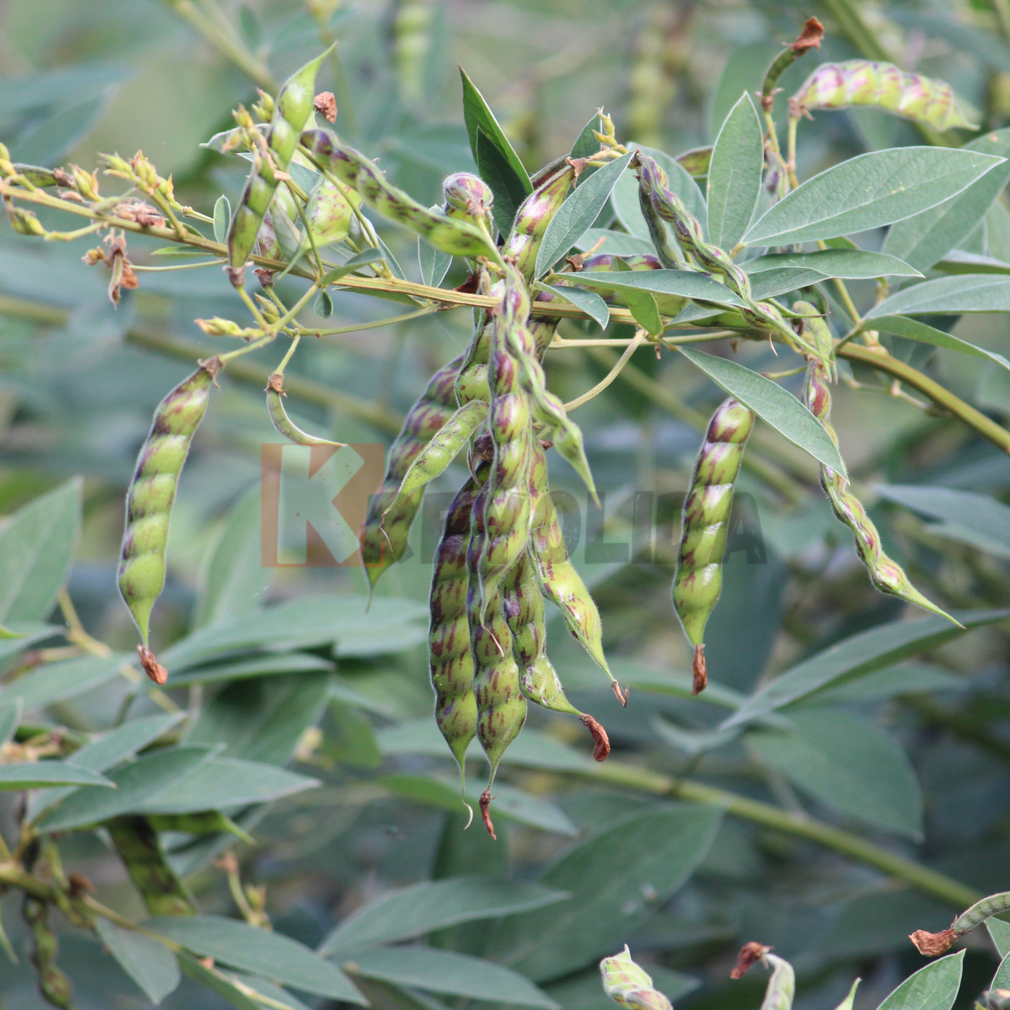 Plant Pois d'Angole