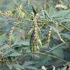 Plant Pois d'Angole