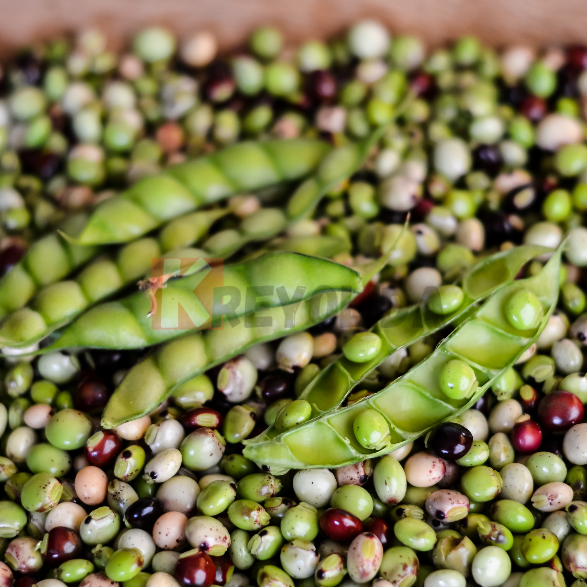 Plant Pois d'Angole