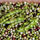 Plant Pois d'Angole