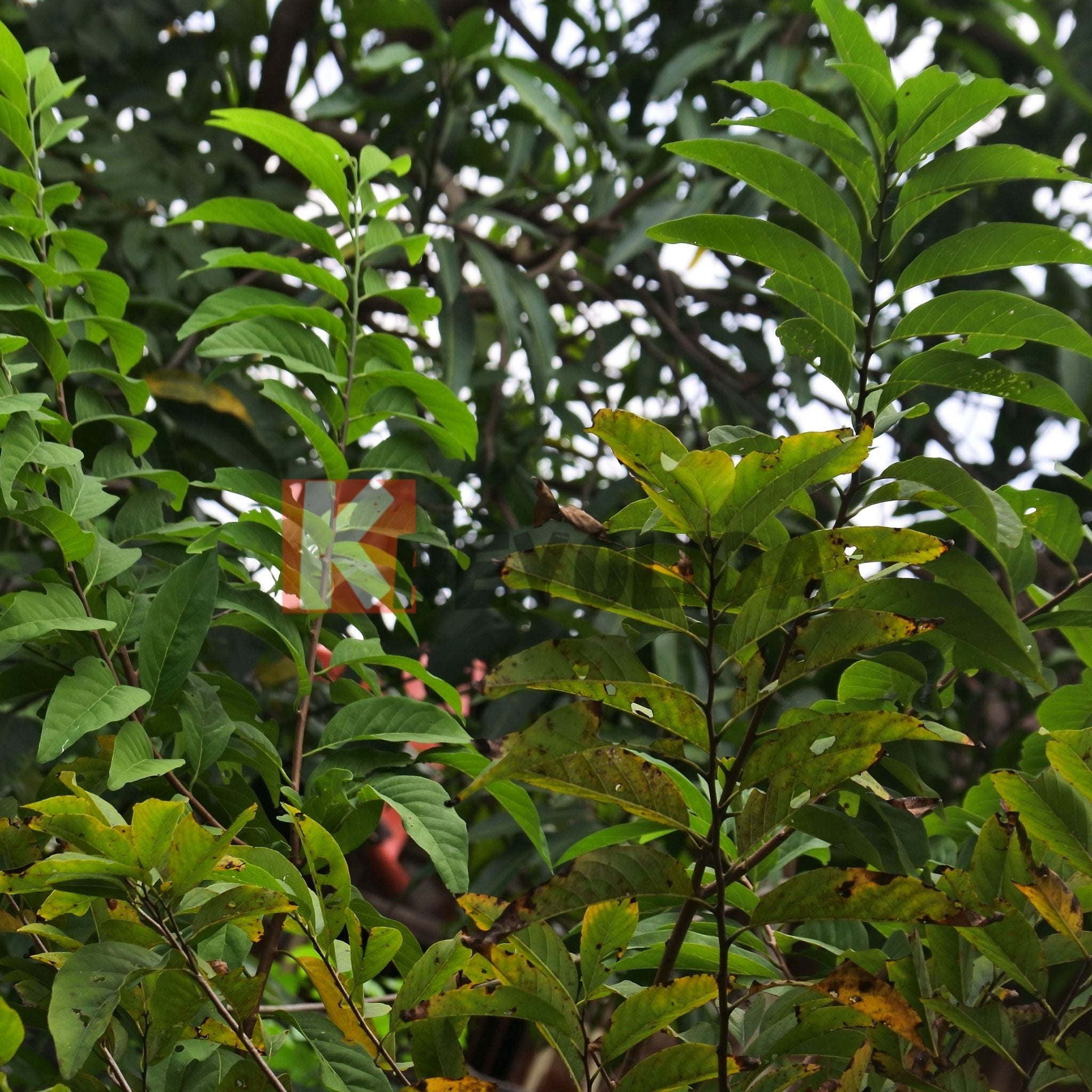 Sugar Apple - Annona squamosa