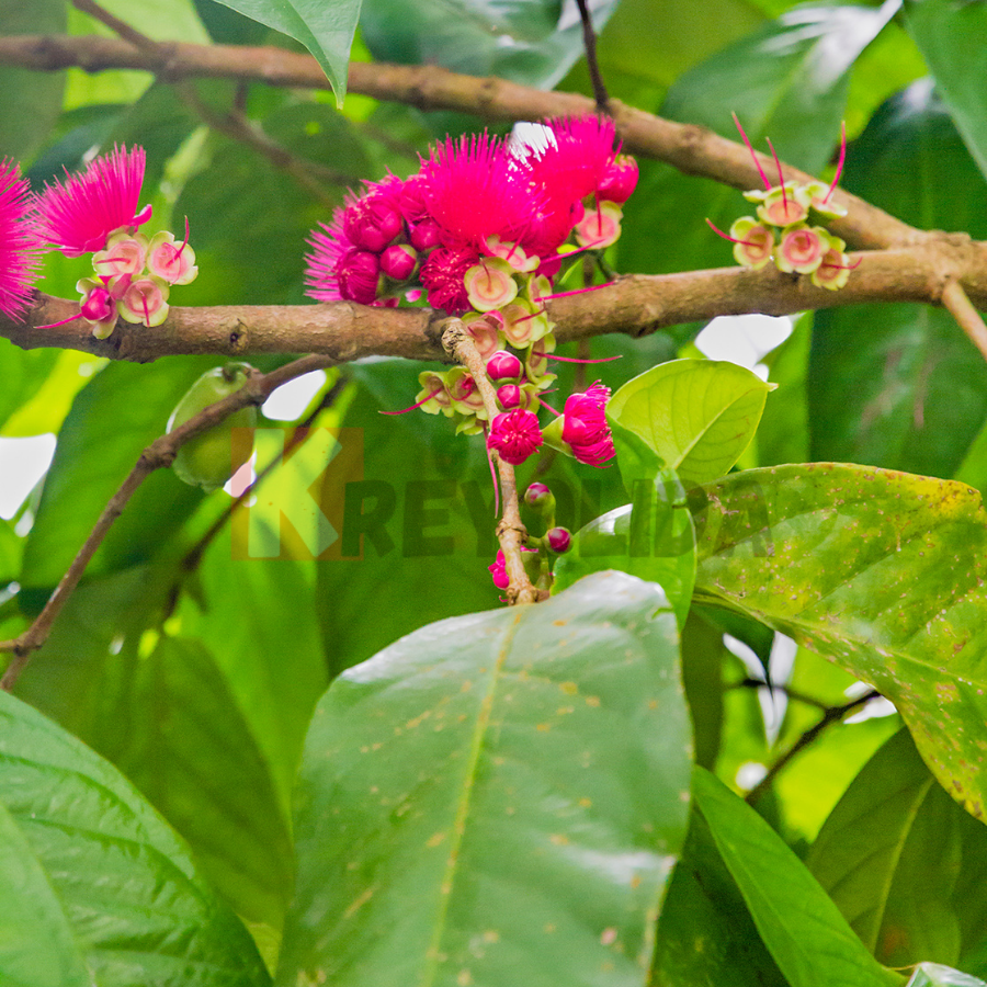 water apple tree