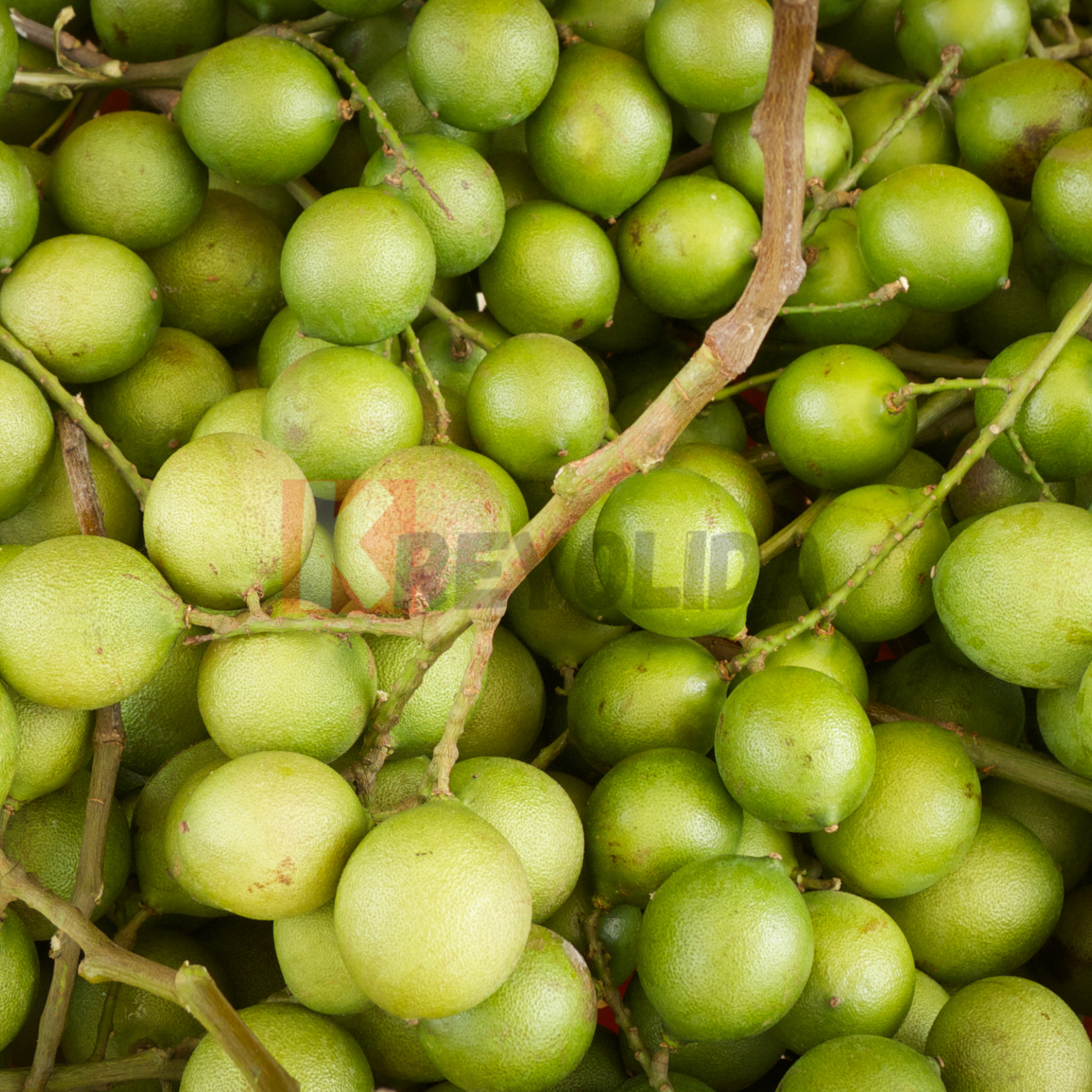 Quenettier (Melicoccus bijugatus)