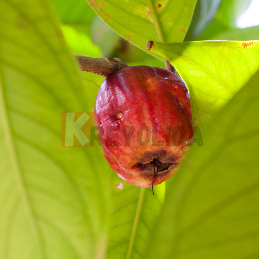 water apple tree