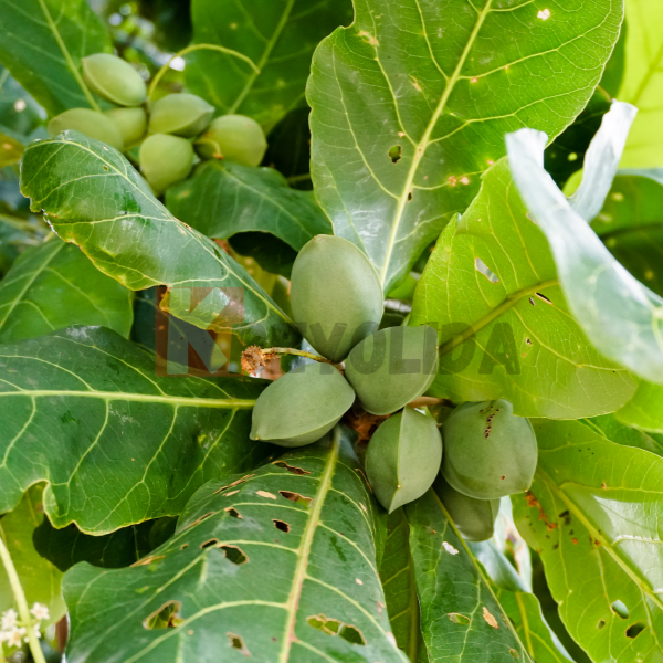 Almond tree Guadeloupe