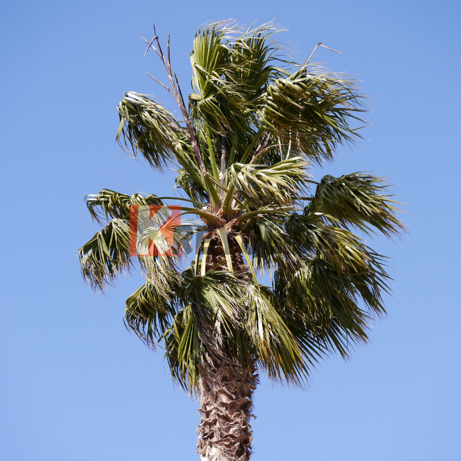 Palmier jupon du Mexique "Washingtonia Robusta"