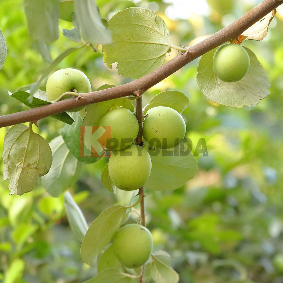Jujubier de Maurice "Ziziphus mauritiana"