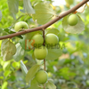 Jujubier de Maurice "Ziziphus mauritiana"