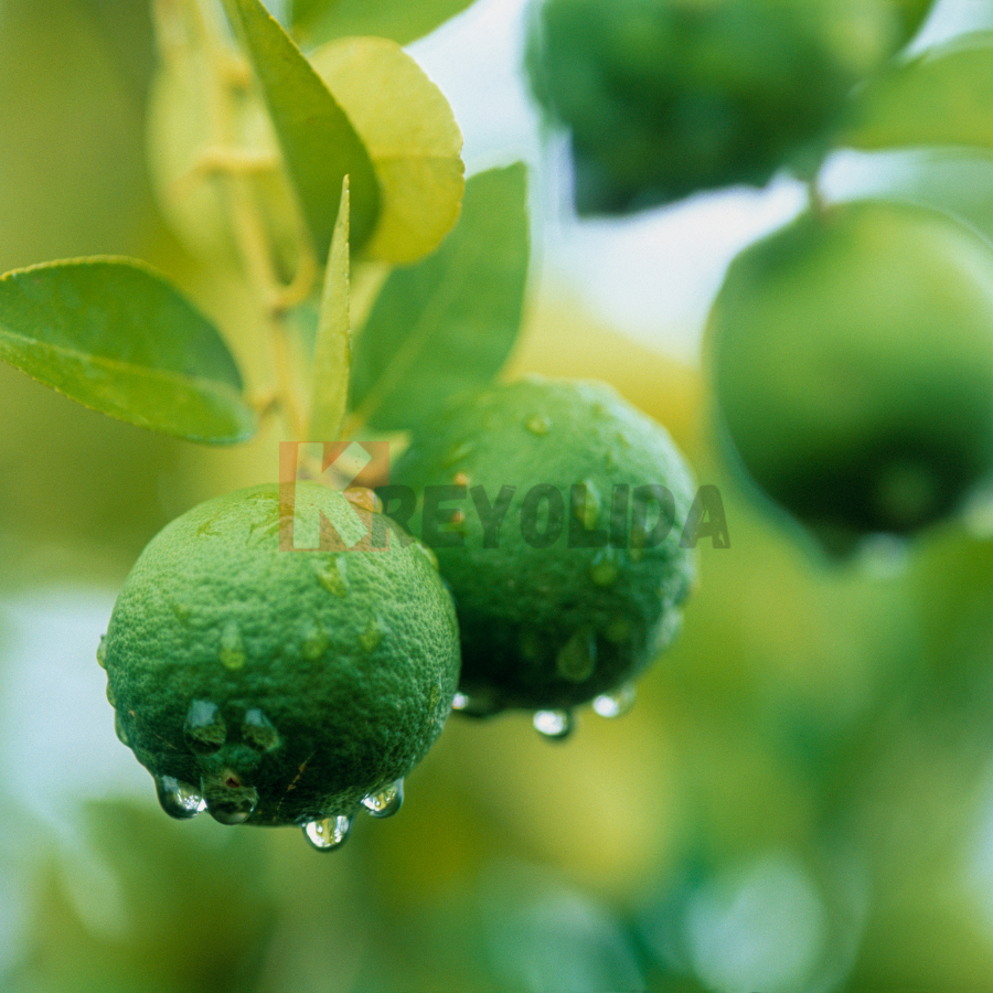 Limettier des Antilles "Citron pays" Citrus atantiifolia